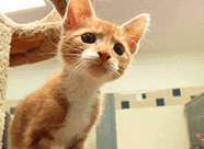 Cat Looking Hungry — Memes meme
