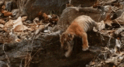 Tiger Fail — Memes meme