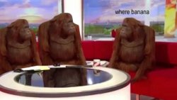 Where banana meme template — Templates meme