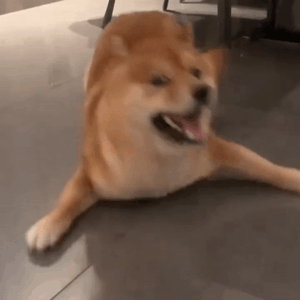Doge Crazy — Reaction meme