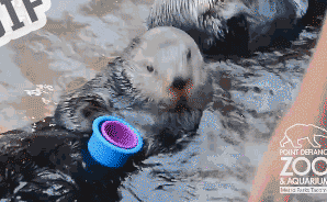 Otter Frustrated — Reaction meme