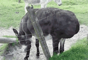 Donkey Stuck on Barbwire — Memes meme