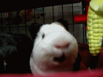 Hamster Chewing — Memes meme