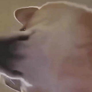 Dog Snot on You — Memes meme