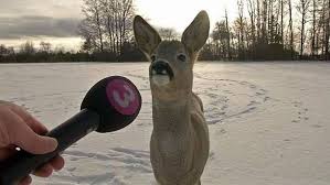 Deer being interviewed — Reaction meme