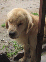 Dog Barking — Reaction meme