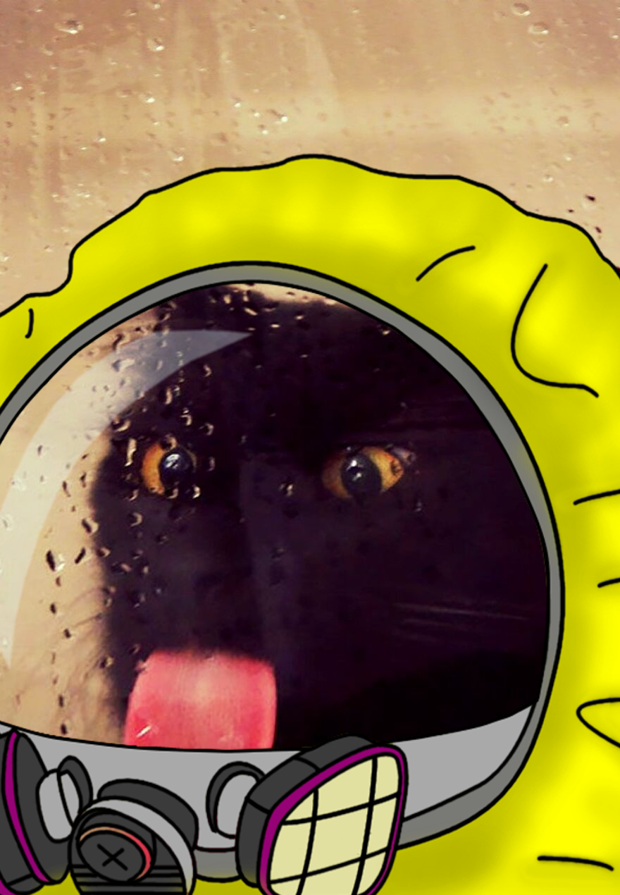 Cat licking hazmat suit glass — Reaction meme
