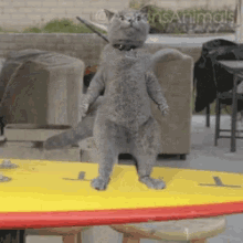Cat dancing on surf board — Reaction meme