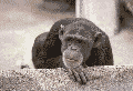 Ape Shaking Head — Memes meme