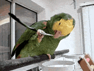 Parrot Cleaning Ear — Memes meme