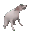 Cutout dog barking — Reaction meme