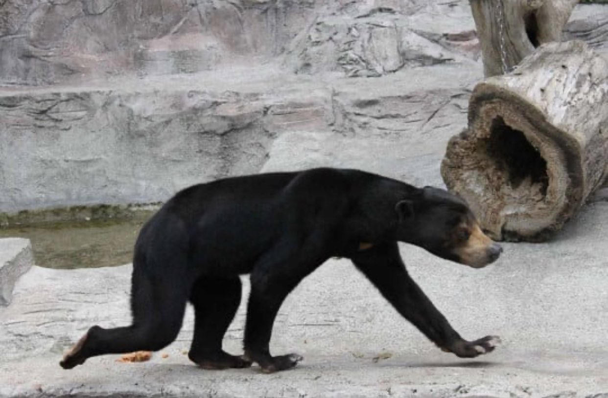 Long legged bear walking — Reaction meme