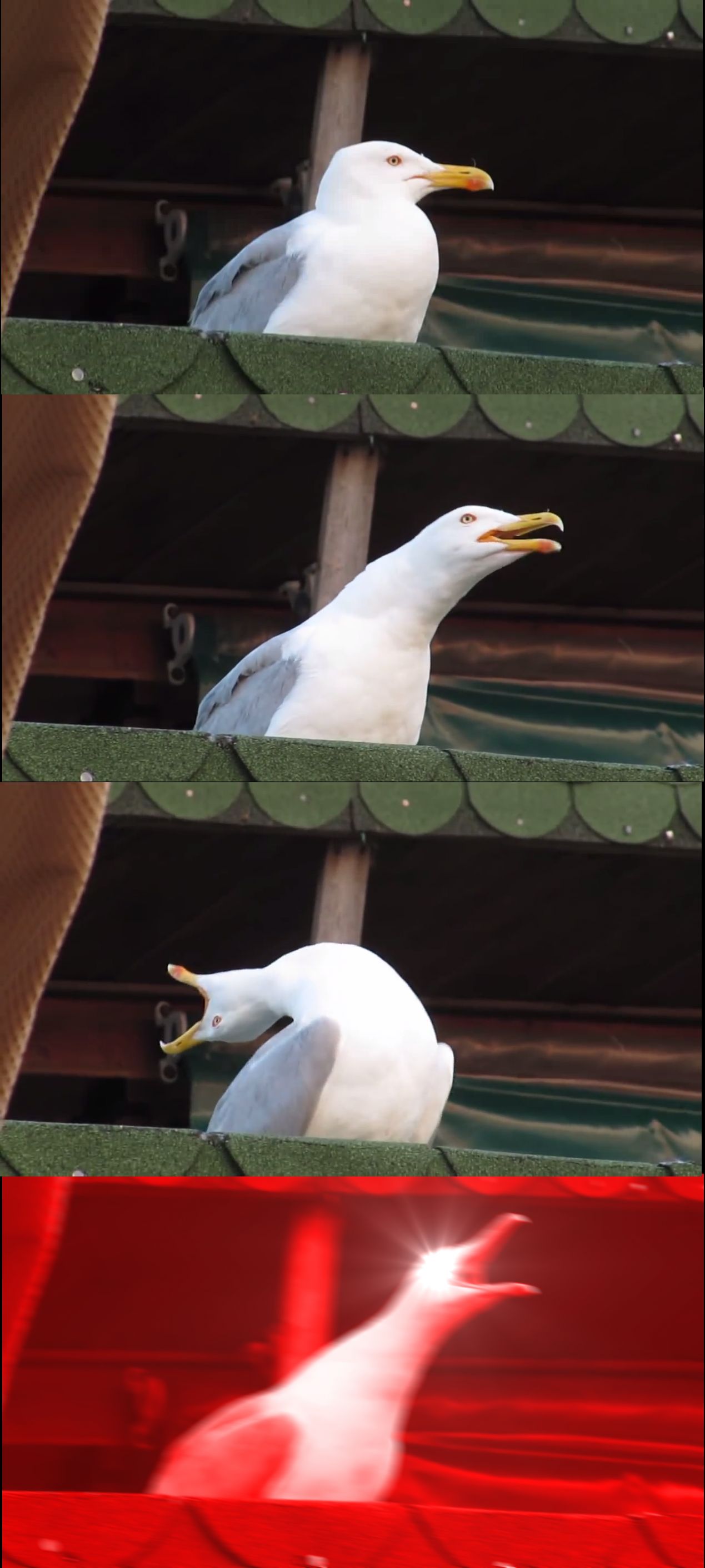 Inhaling Seagull meme template — Templates meme