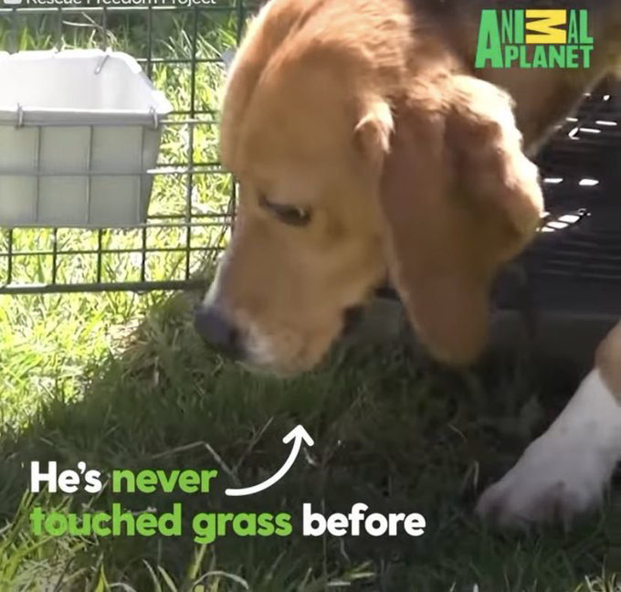 Touch grass — Reaction meme