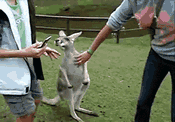 Kangaroo Pissed — Memes meme