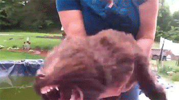 Dog going crazy — Reaction meme