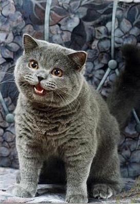 I can has cheezburger cat meme template — Templates meme