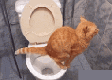 Cat Pooping in Toilet — Memes meme