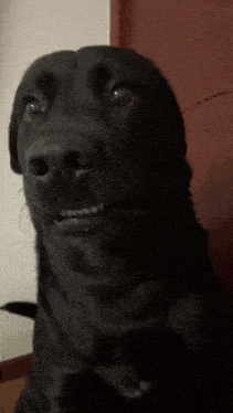 Dog Looks Disgusted — Reaction meme