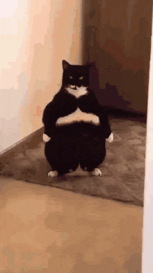 Standing Tuxedo Cat / Laser Eyes — Reaction meme