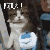 Cat Kung Fu — Reaction meme
