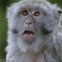 Shocked / Gasping Macaque — Reaction meme