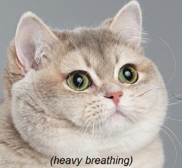 Heavy Breathing Cat meme template — Templates meme