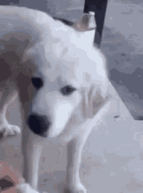 Disgusted dog — Reaction meme