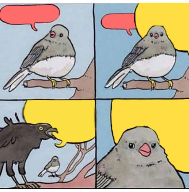 Annoyed bird meme template — Templates meme