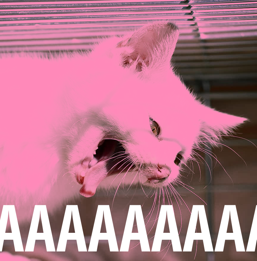 Pink cat screaming aaaaaa — Reaction meme