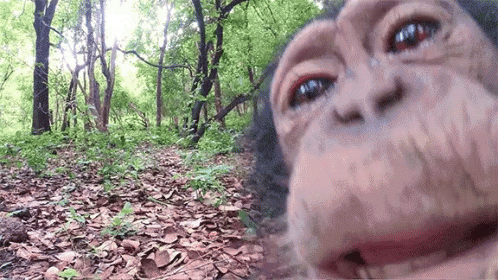 Monkey licking camera lens — Reaction meme