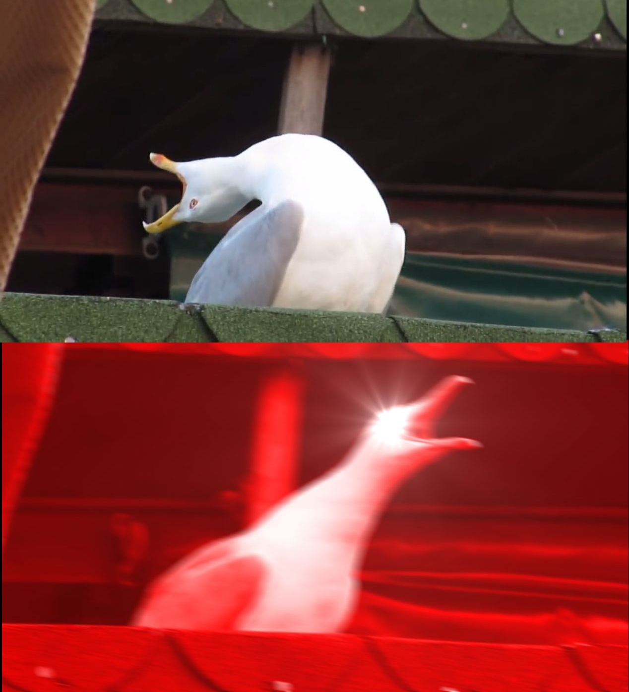 Screaming bird meme template — Templates meme