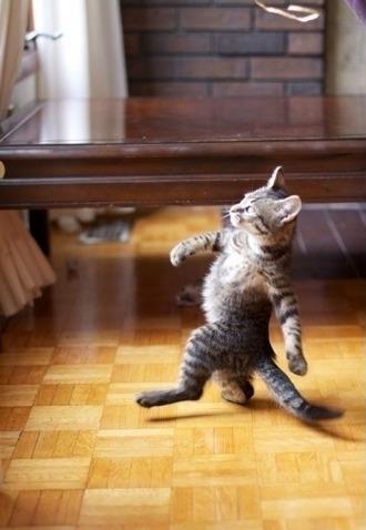 Cool Cat Stroll meme template — Templates meme