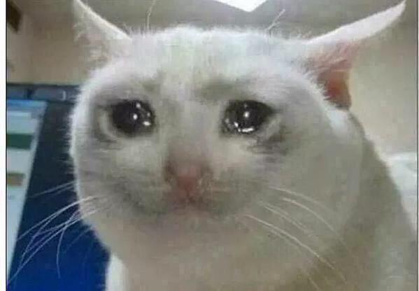 Crying cat meme template — Templates meme