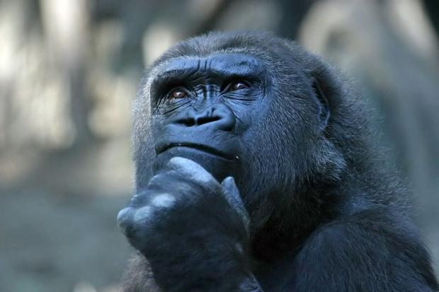 Deep Thoughts meme template — Templates meme
