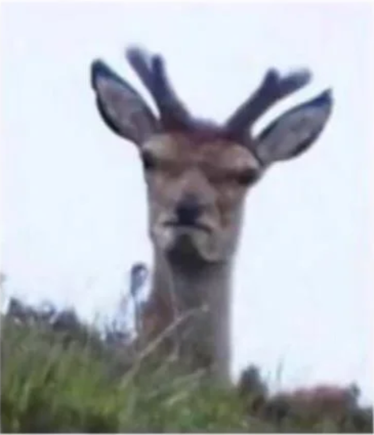 Angry deer — Reaction meme