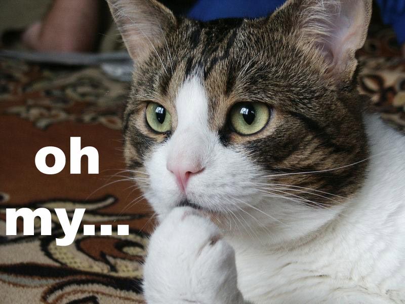 Cat oh my — Reaction meme
