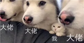 都是大佬 — Reaction meme