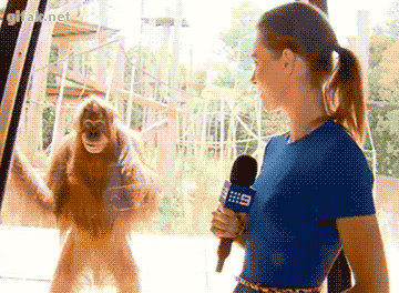 Creepy monkey interview — Reaction meme
