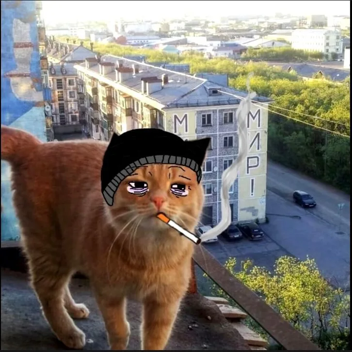 Doomer cat — Reaction meme