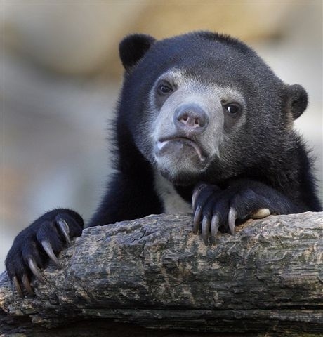 Confession Bear meme template — Templates meme