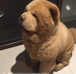 Dog Turning Head — Reaction meme