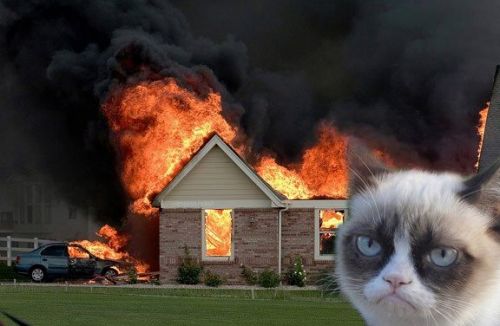 Burn Kitty meme template — Templates meme