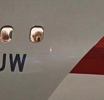 Dog in airplane window — Reaction meme