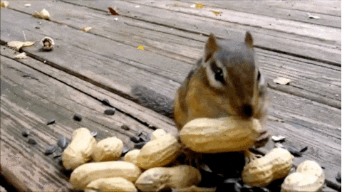 Chipmunk Stuffing Peanuts — Reaction meme