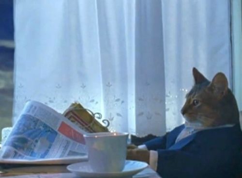I Should Buy A Boat Cat meme template — Templates meme