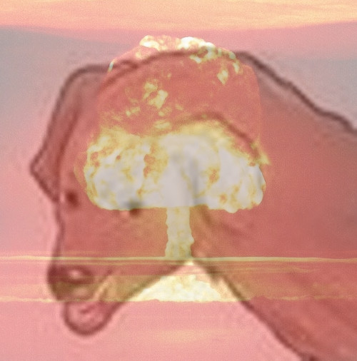 Dog nuclear — Reaction meme
