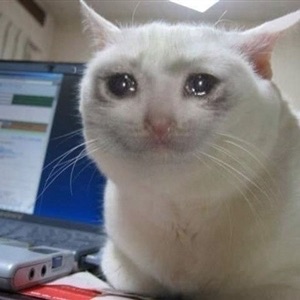 Crying cat meme template — Templates meme
