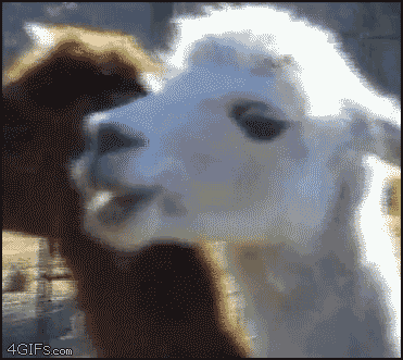 Llama looks at you meme — Reaction meme