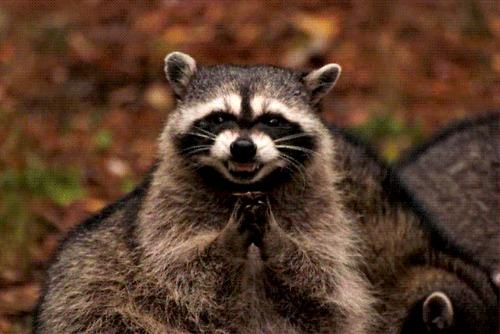 Evil Plotting Raccoon meme template — Templates meme